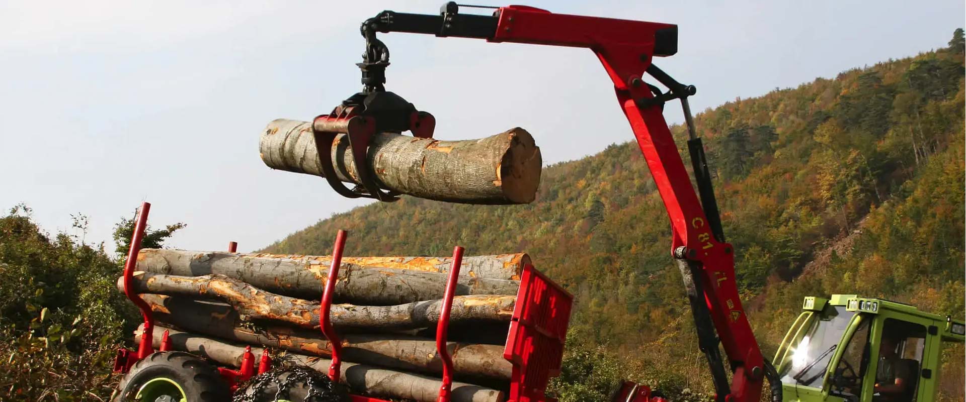 Everything You Need to Know About Tree Removal