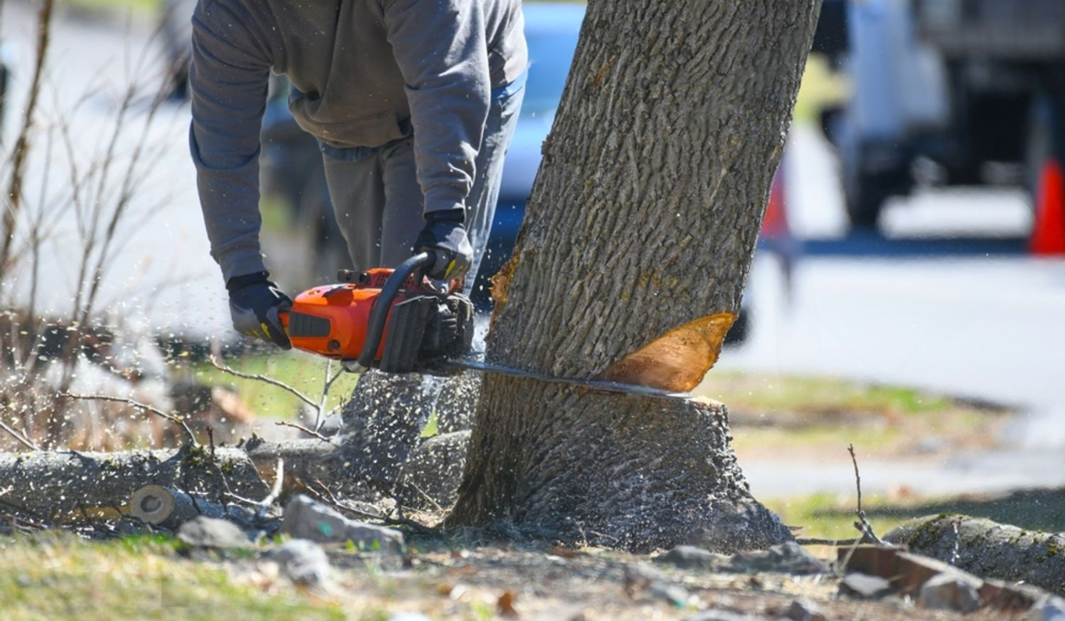 Middlesbrough Tree Surgeon