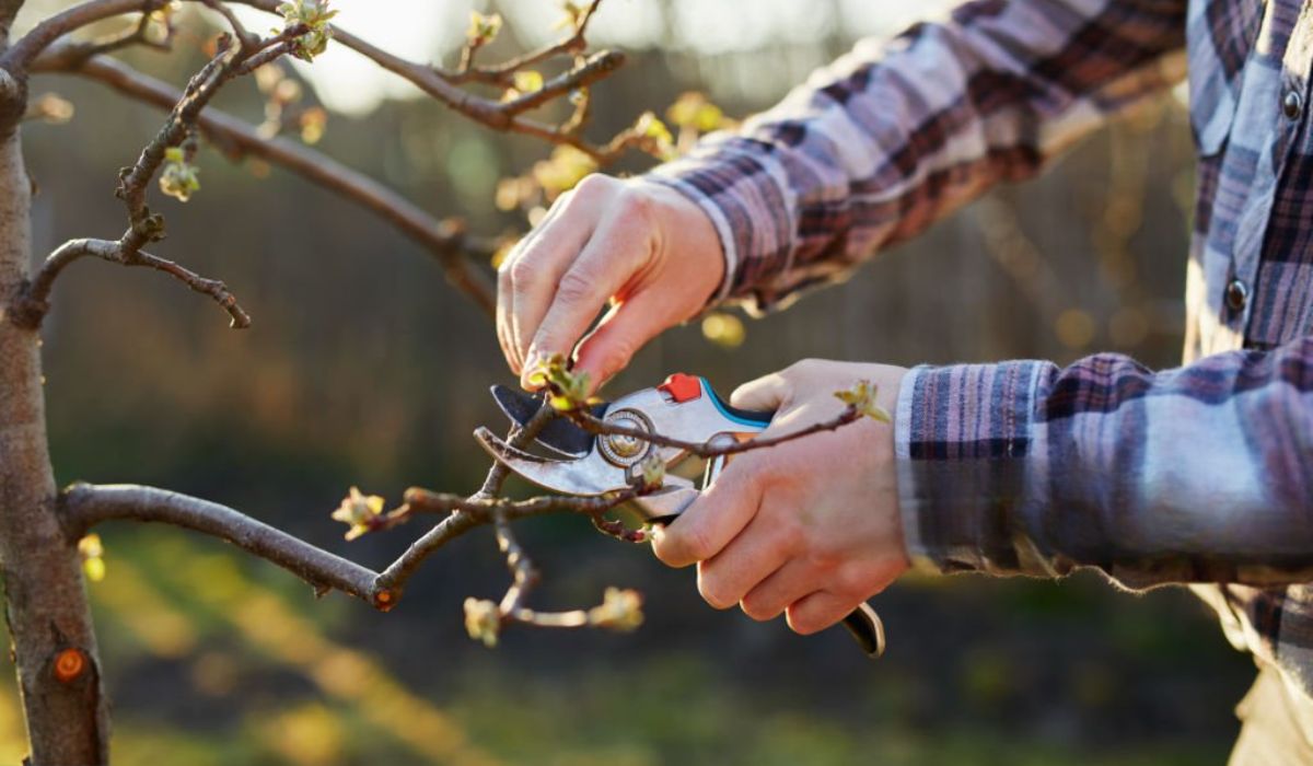 Regular Tree Surgery