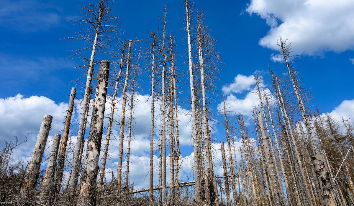Storm Damaged Trees