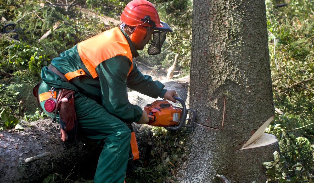Common Tree Surgery Techniques Explained