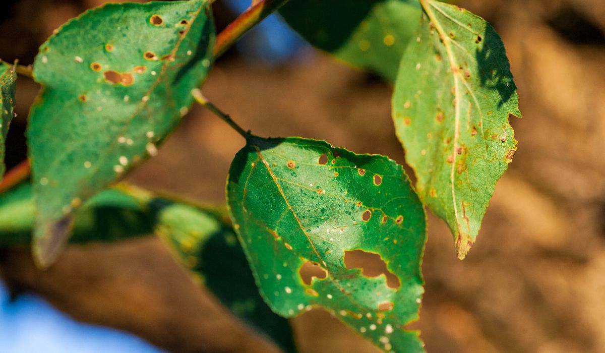 Diseases in Your Garden
