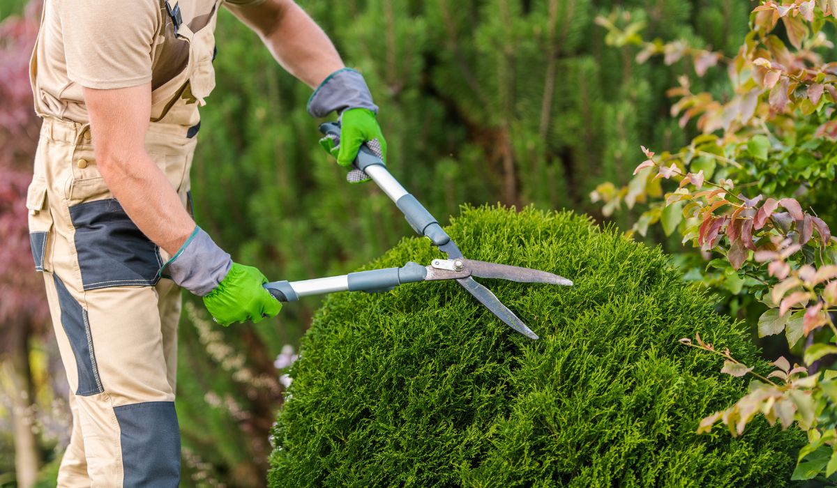 What Legal Permissions Do You Need to Prune Protected Trees