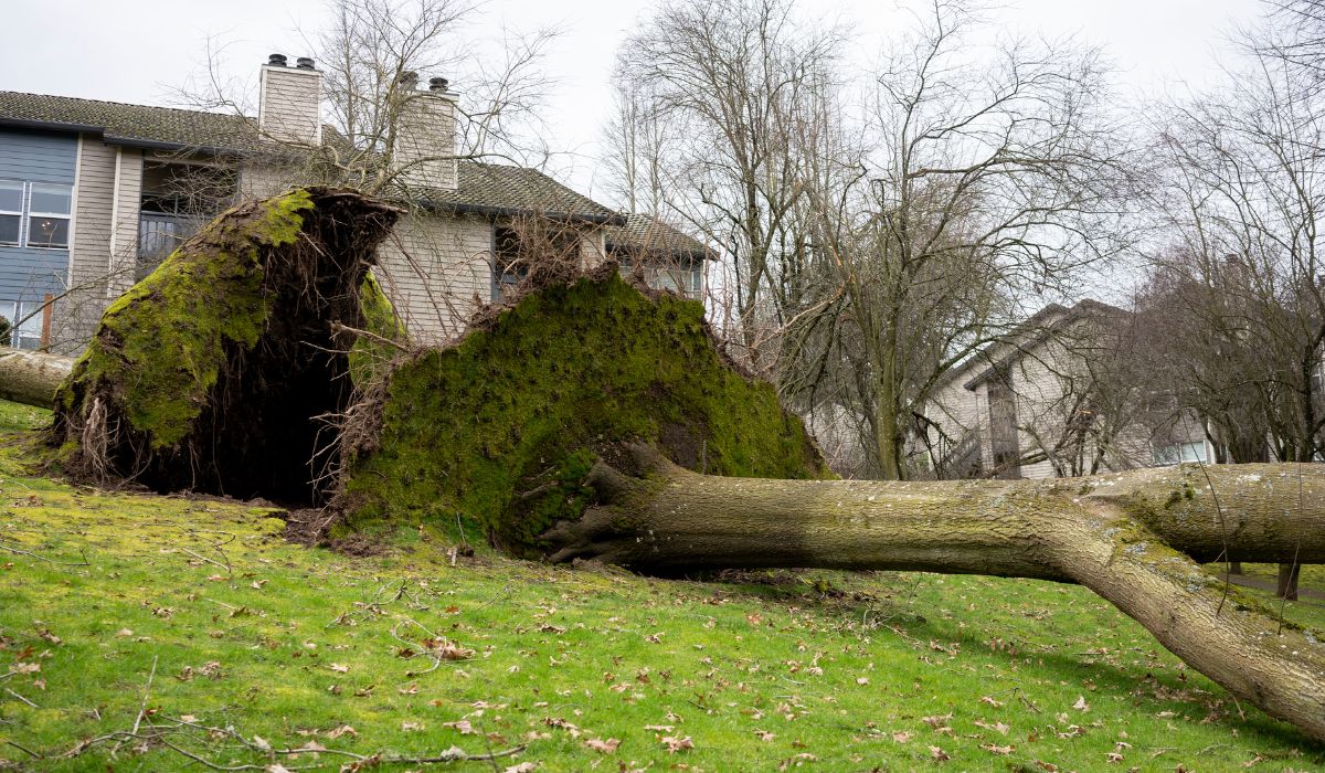 What Risks Do Fallen Trees Pose in Residential Areas
