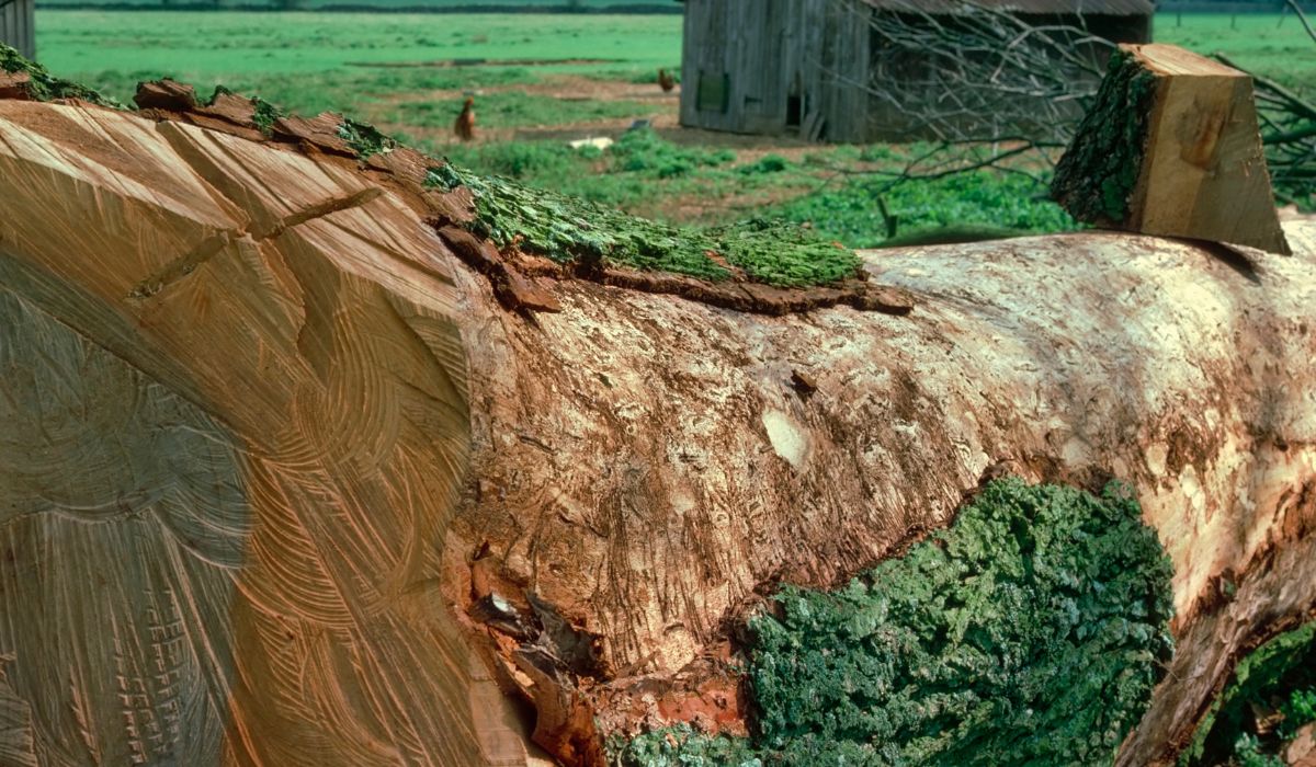tree Dutch Elm disease