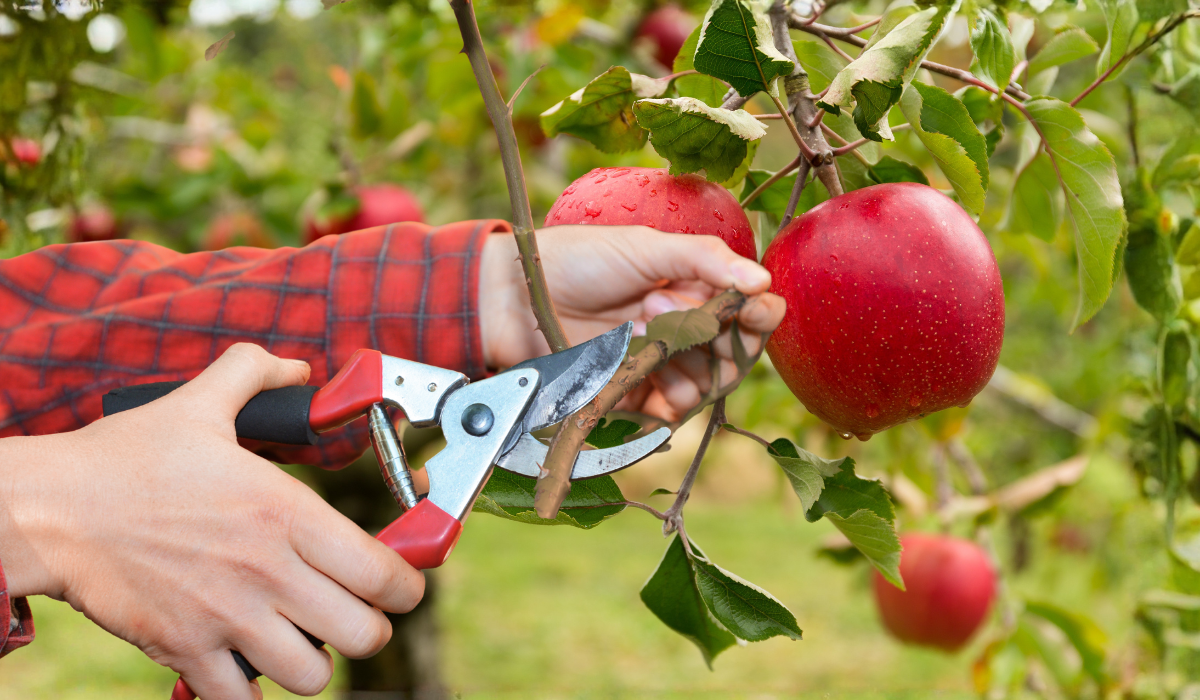 When Should You Cut Back Apple Trees
